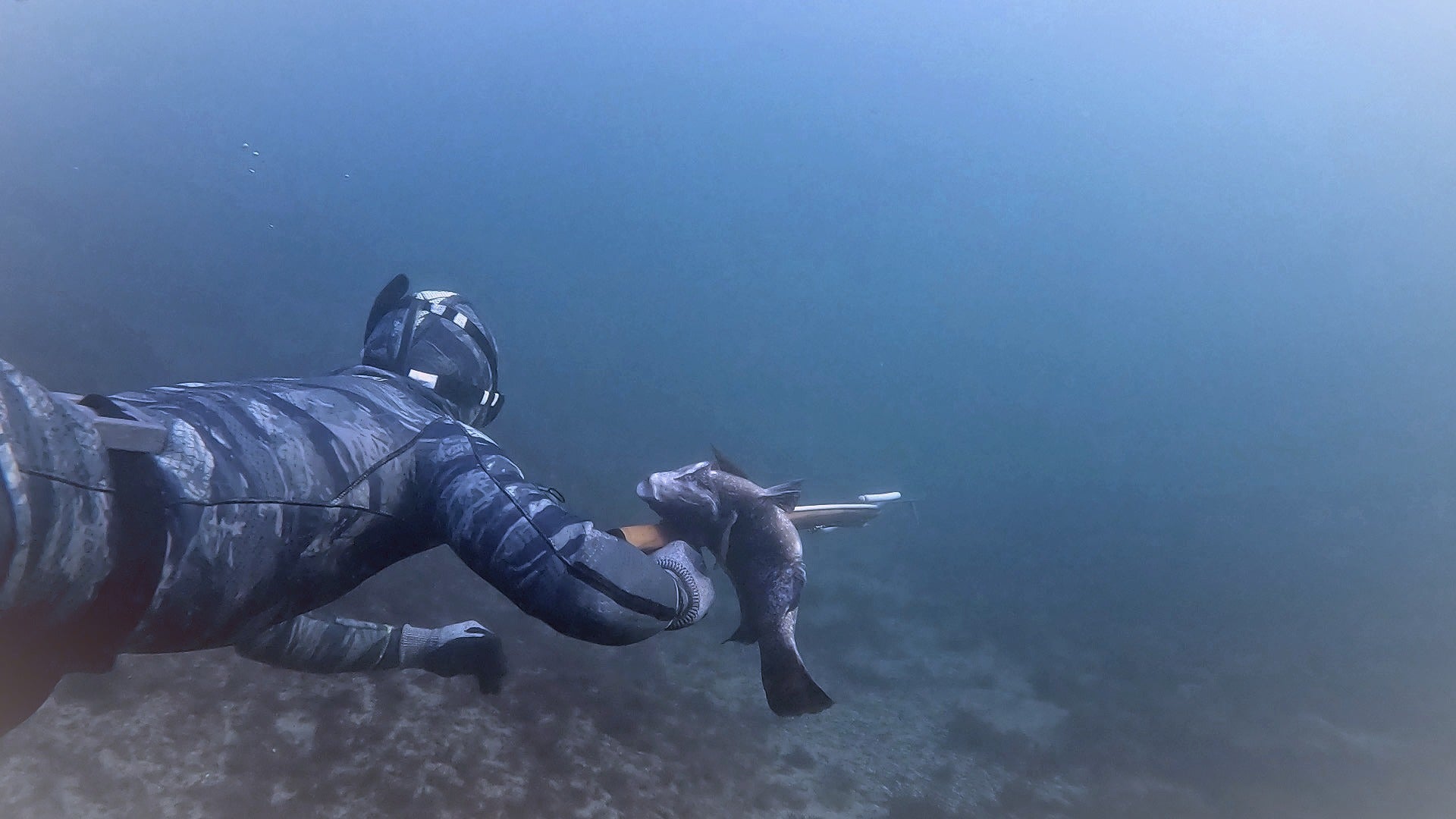 Freediver underwater holding a speargun with a fish on it in a blue murky setting.