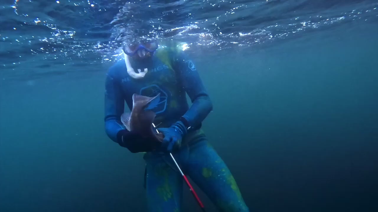 Load video: Several friends freedive spearfishing in Rhode Island