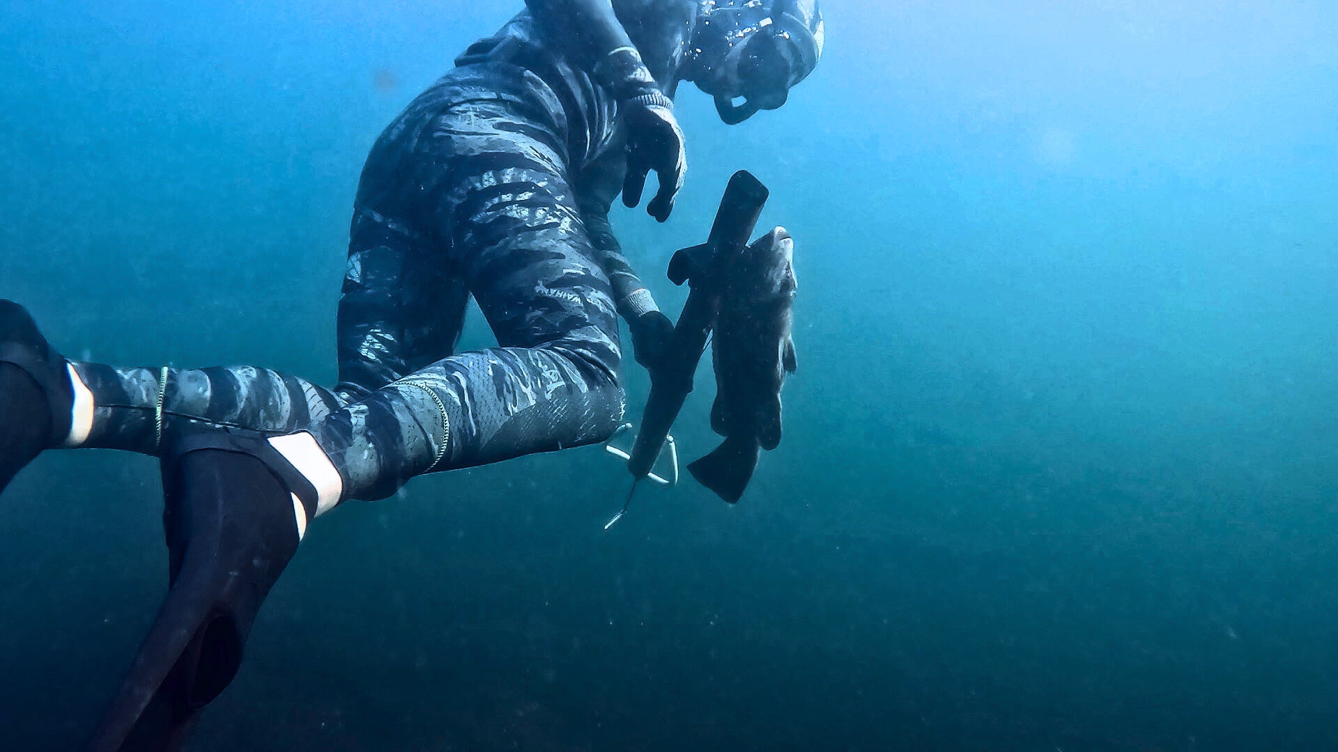 Spearfisherman underwater with gun and fish